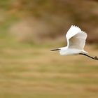 The Little Egret