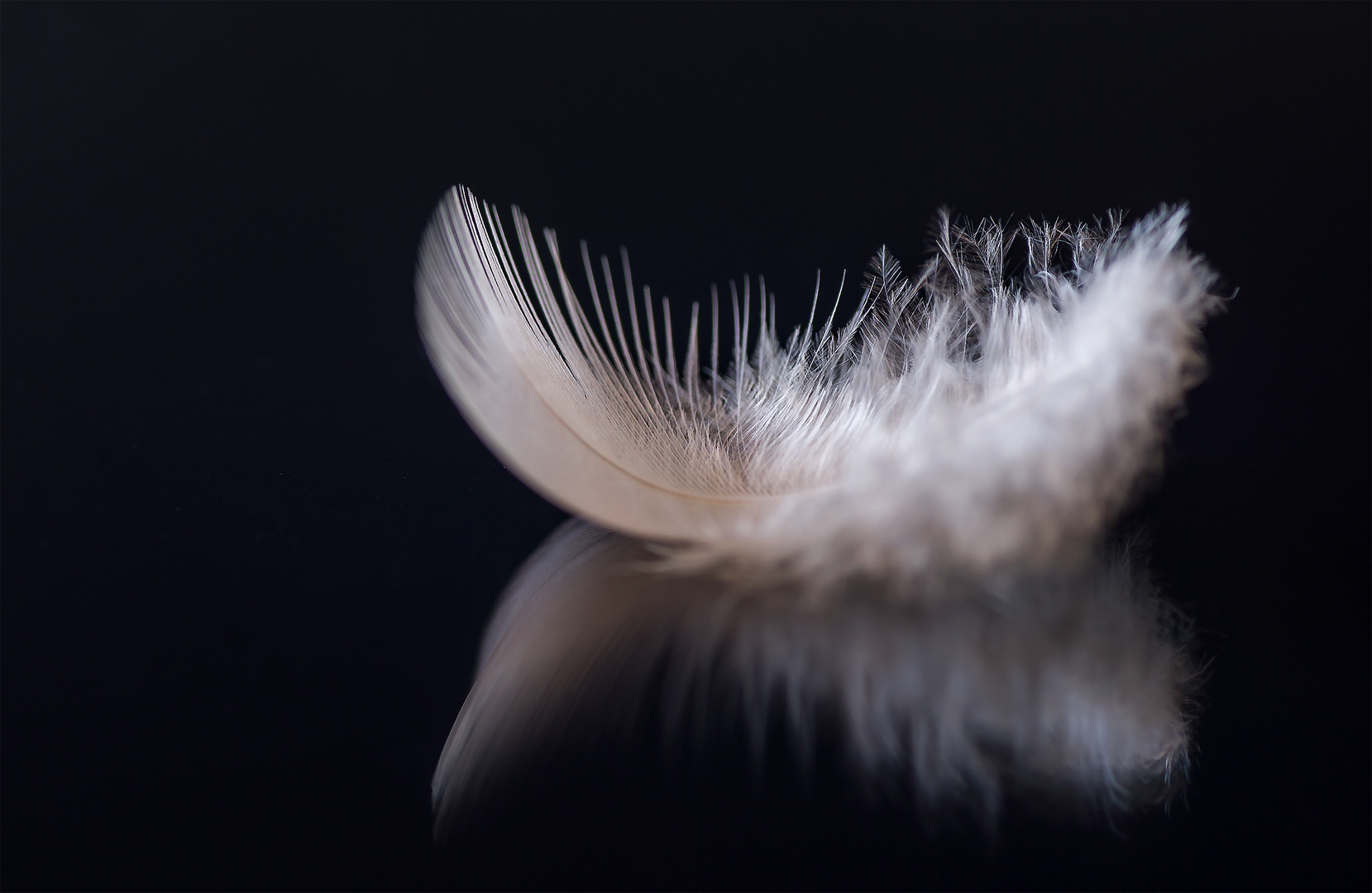 The little Feather "Die kleine Feder"
