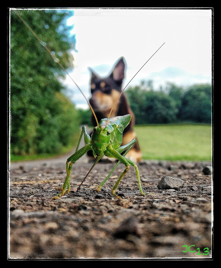 The little fellow we met on our walk today....