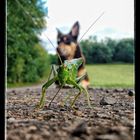 The little fellow we met on our walk today....