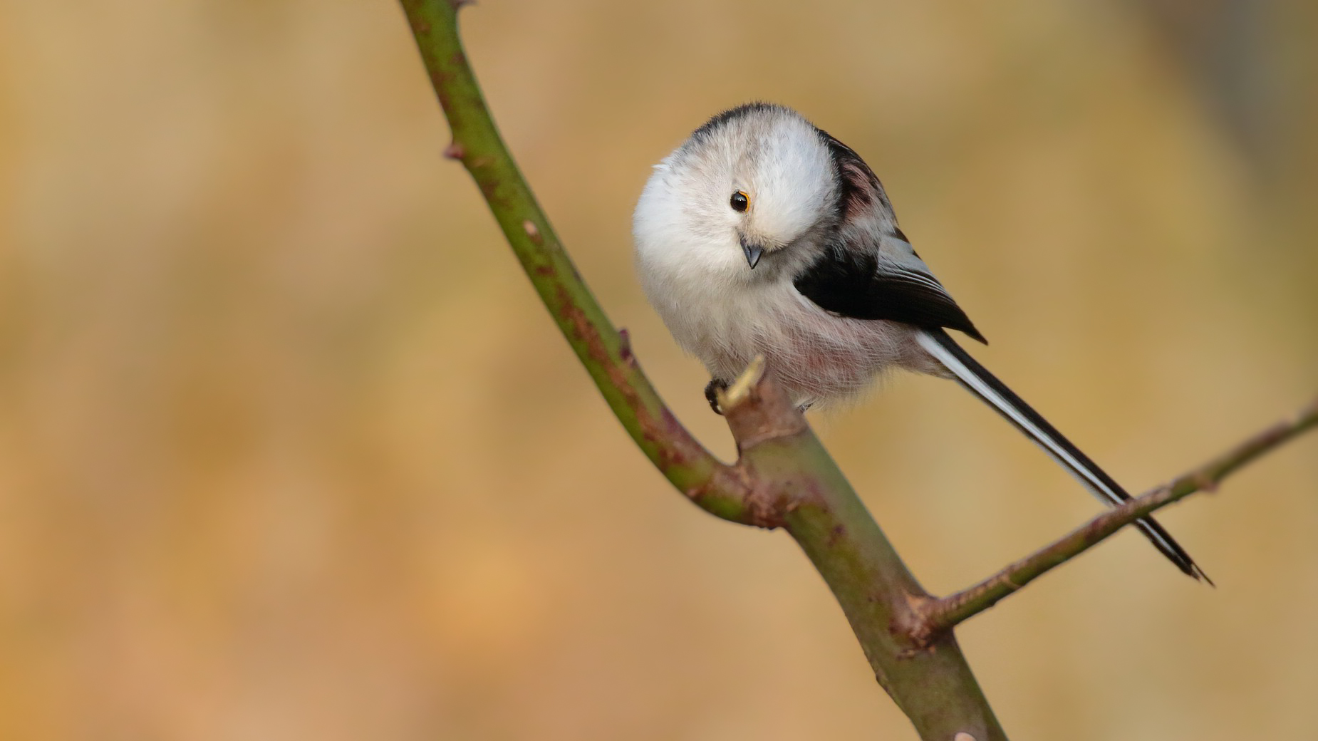 The Little Friend Foto & Bild fotos, wald, sonne Bilder auf