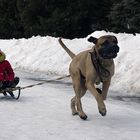 The little girl and GREATER FAST DOG