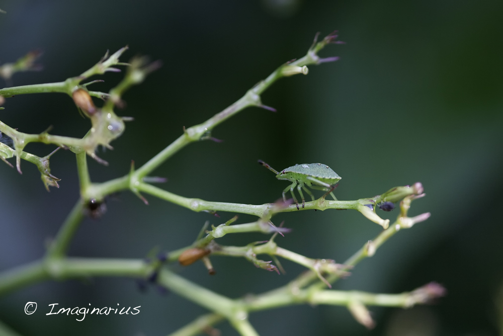 the little green crawler