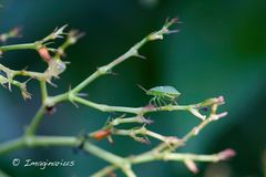 the little green crawler