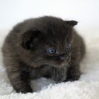 The little grey Kitten