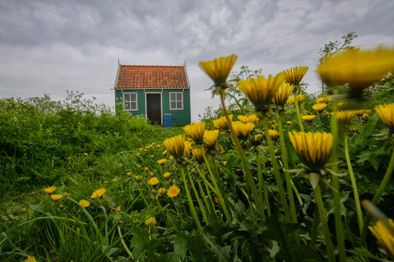 The Little House Behind The Daysies