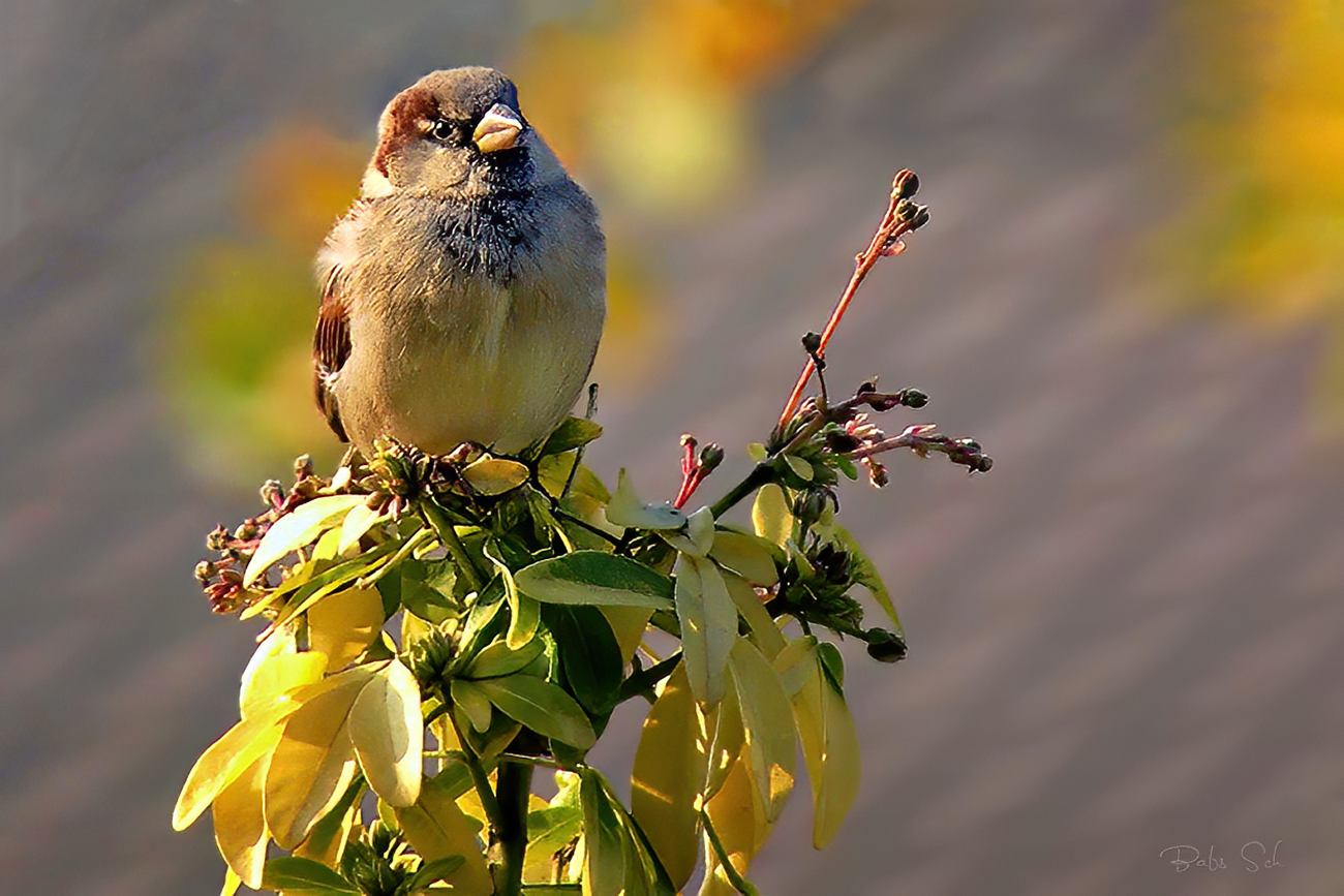 The little house sparrow