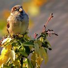 The little house sparrow