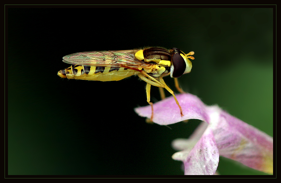 The little Hoverfly