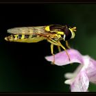 The little Hoverfly