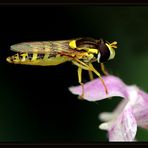 The little Hoverfly