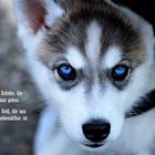 The little Husky