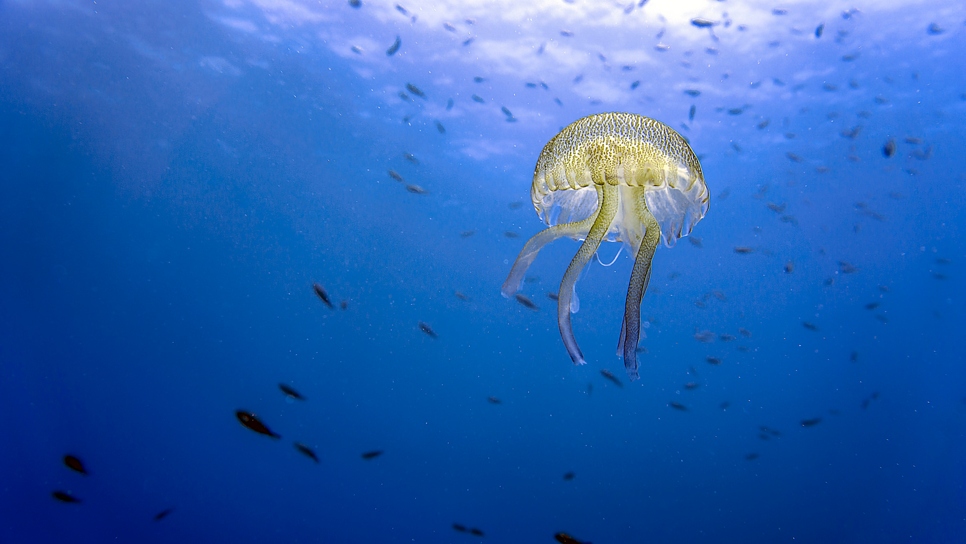 ...the little jellyfish