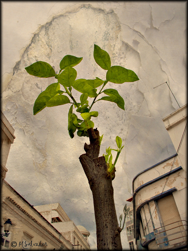 The little orange tree in the street