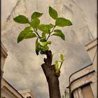 The little orange tree in the street