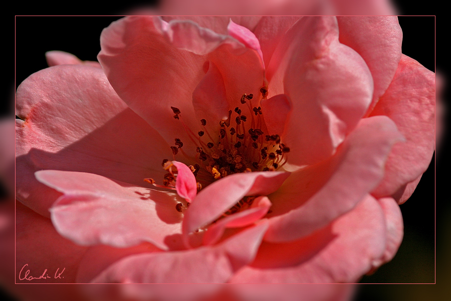 *~ the little pink rose ~*