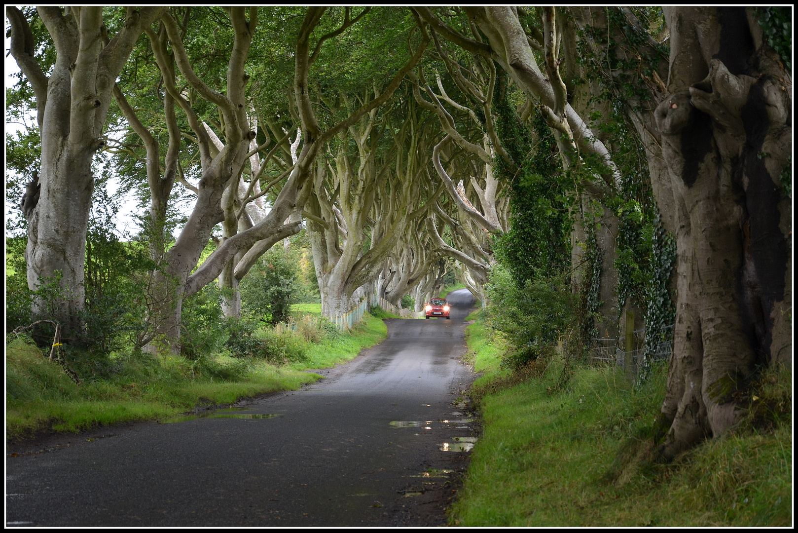 the little red car and the old trees