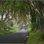 the little red car and the old trees