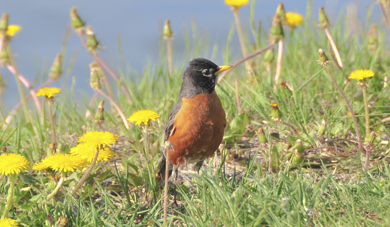 the little red robin 