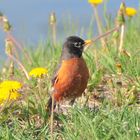 the little red robin 