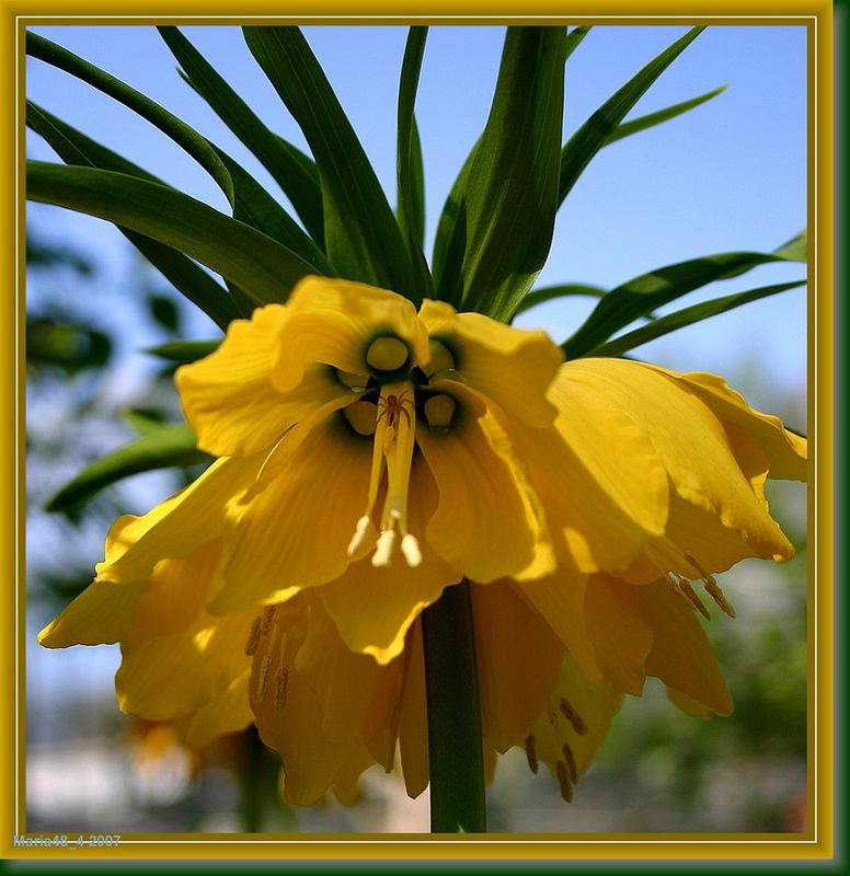 the little spider in the flower