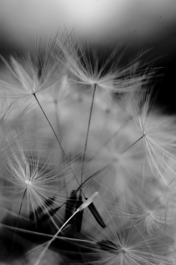 The little World of Dandelion