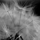 The little World of Dandelion