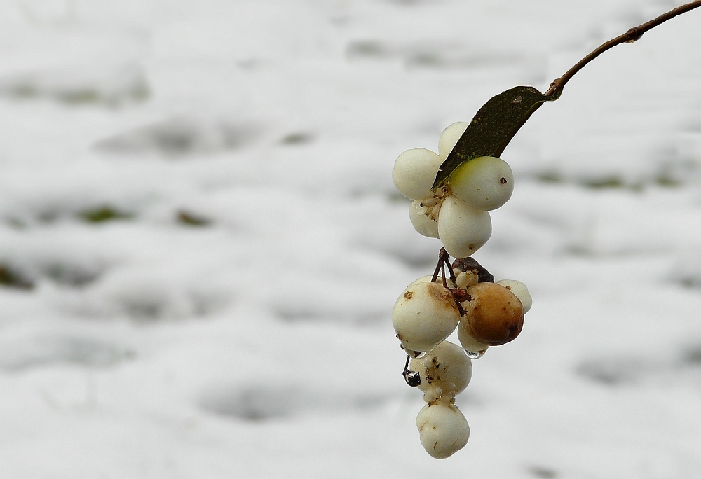 The Living Forest (100) : Common Snowberry