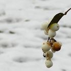 The Living Forest (100) : Common Snowberry