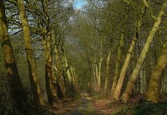 The Living Forest (101) : London Plane Avenue