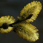The Living Forest (103) : Willow catkins