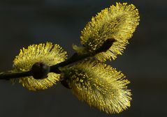 The Living Forest (103) : Willow catkins