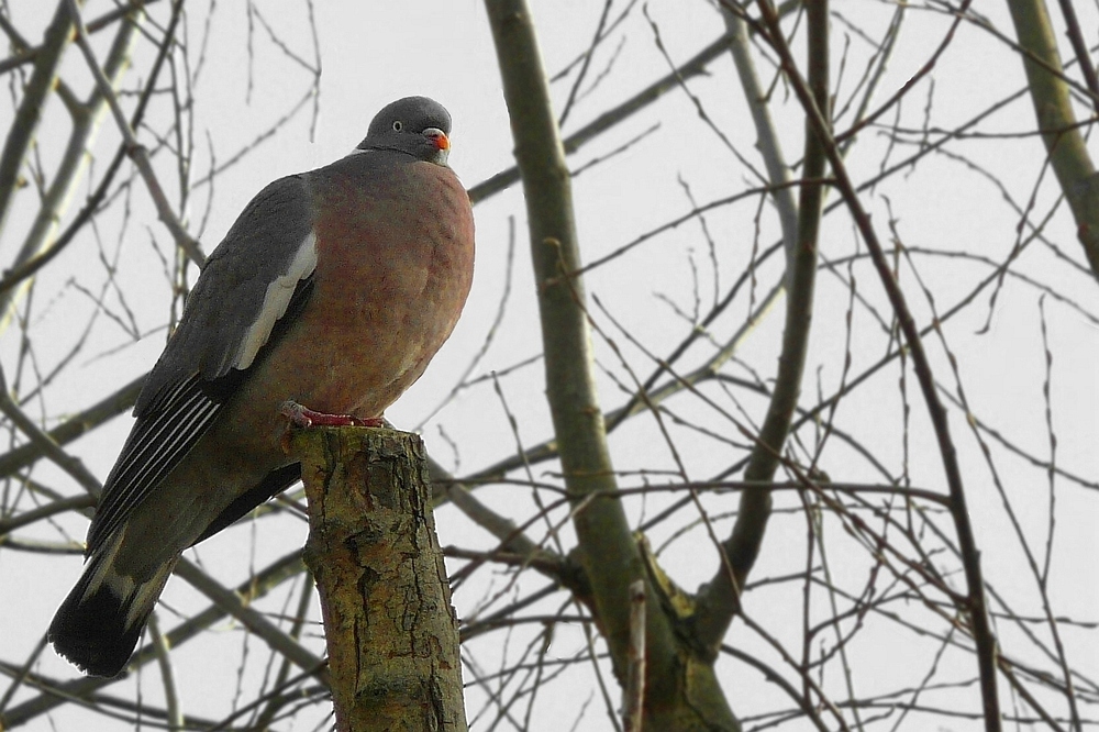 The Living Forest (103) : Wood Pigeon