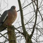 The Living Forest (103) : Wood Pigeon