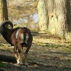 The Living Forest (104) : European Mouflon