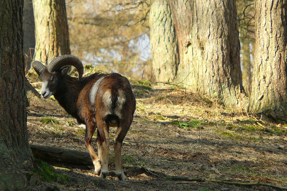 The Living Forest (104) : European Mouflon