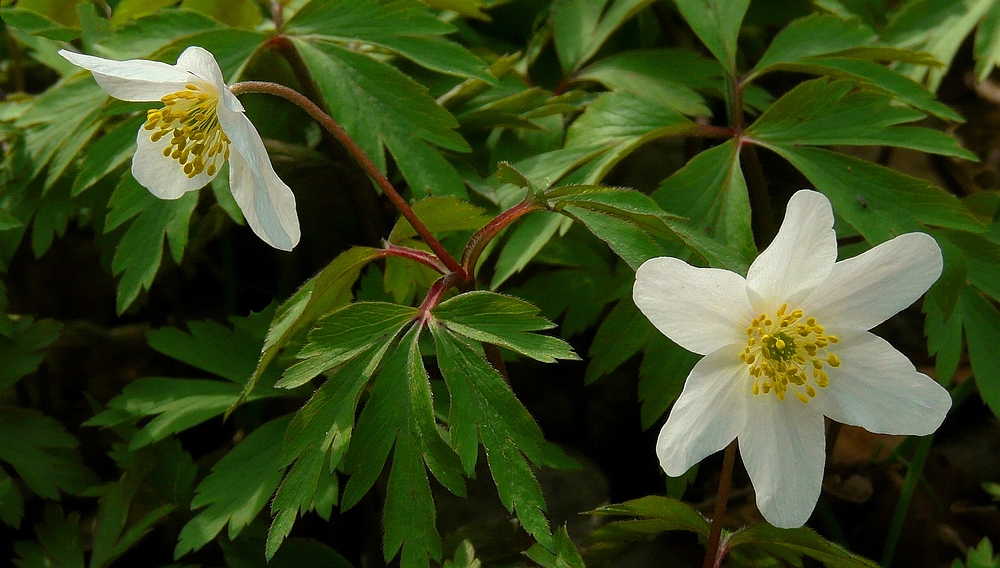 The Living Forest (105) : Wood Anemone