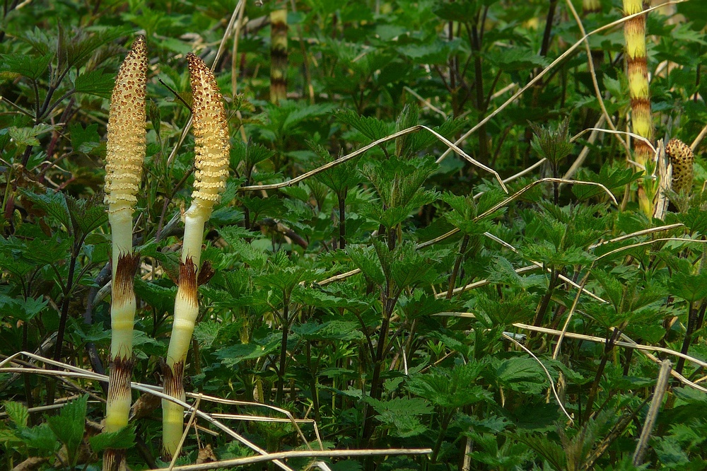 The Living Forest (107) : Horsetail