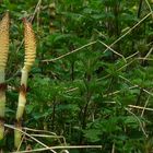 The Living Forest (107) : Horsetail