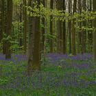 The Living Forest (108) : A sea of Bluebells