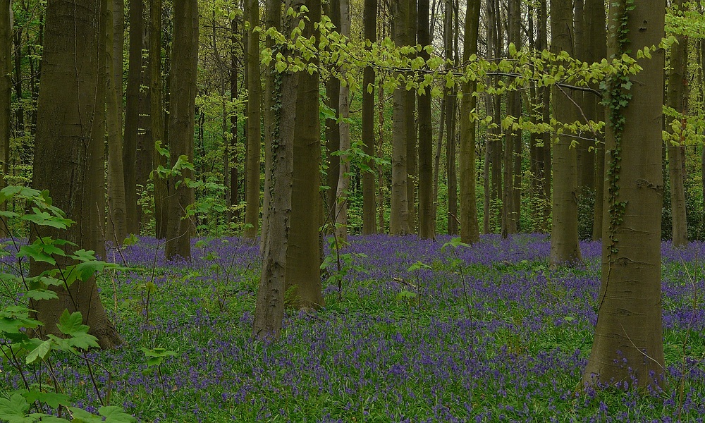 The Living Forest (108) : A sea of Bluebells
