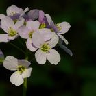 The Living Forest (109) : Cuckoo flower