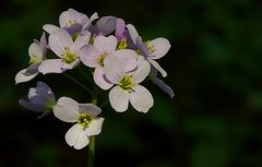 The Living Forest (109) : Cuckoo flower