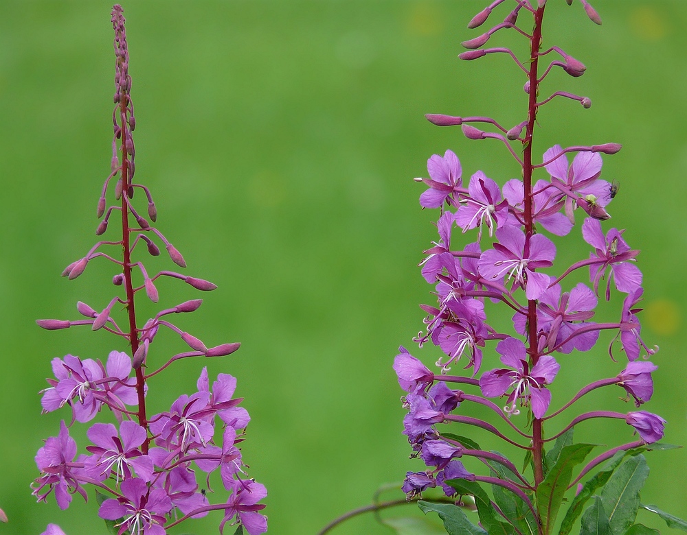 The living Forest (11) : Fireweed.