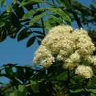 The Living Forest (110) : Rowan blossoms