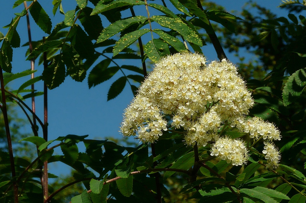 The Living Forest (110) : Rowan blossoms
