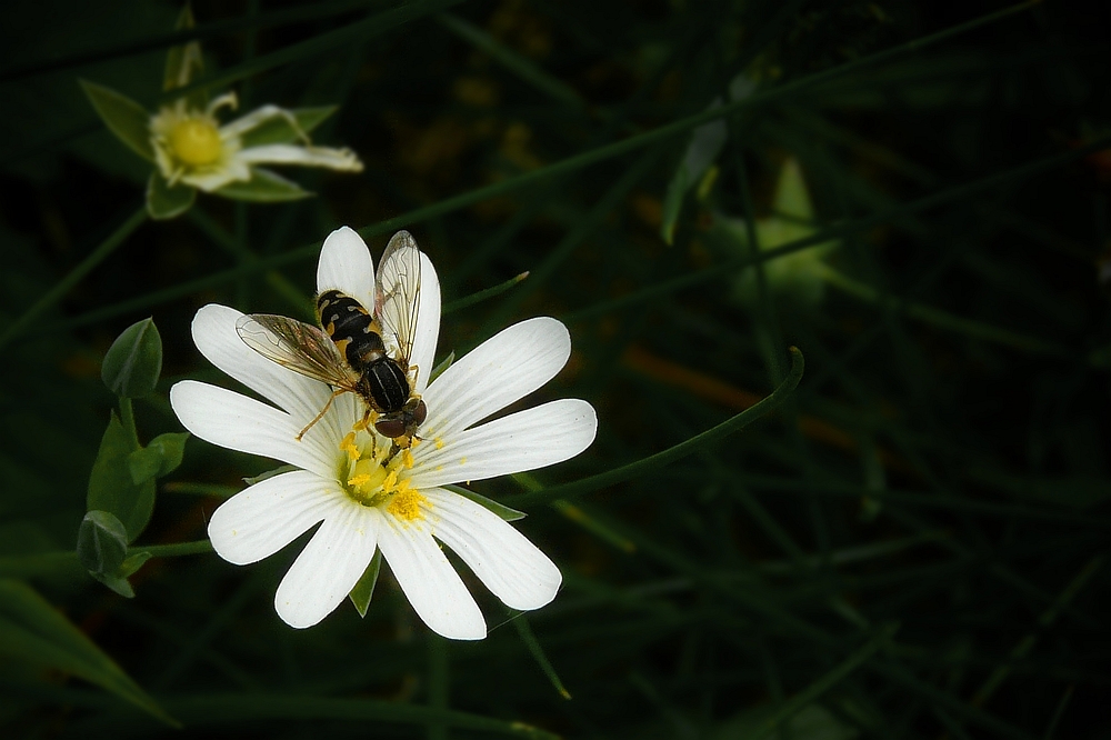 The Living Forest (111) : Greater Stitchwort