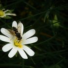 The Living Forest (111) : Greater Stitchwort