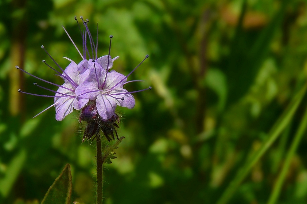 The Living Forest (112) : Devil’s-bit Scabious