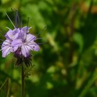 The Living Forest (112) : Devil’s-bit Scabious